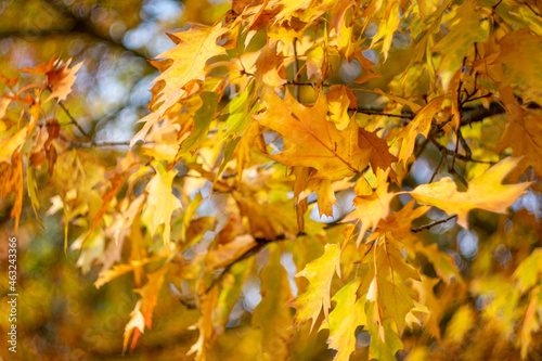 Autumn yellow leaves on a blurred background.