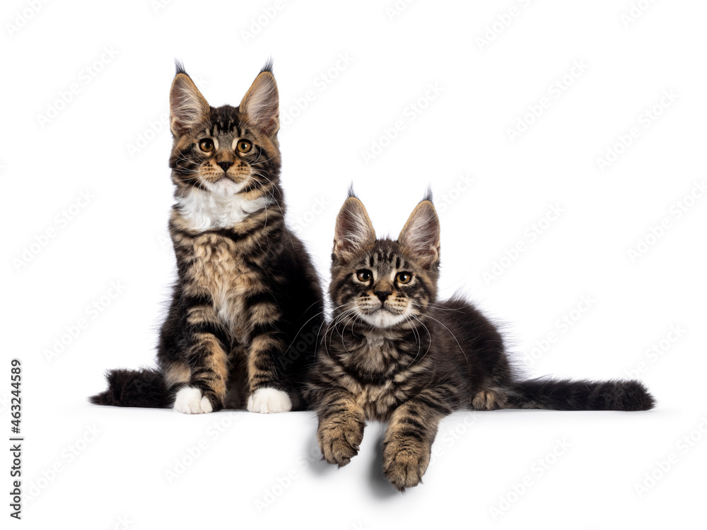 Two adorable Maine Coon cat kittens, sitting and laying beside each other on edge. Both looking towards camera. Isolated on white background.d