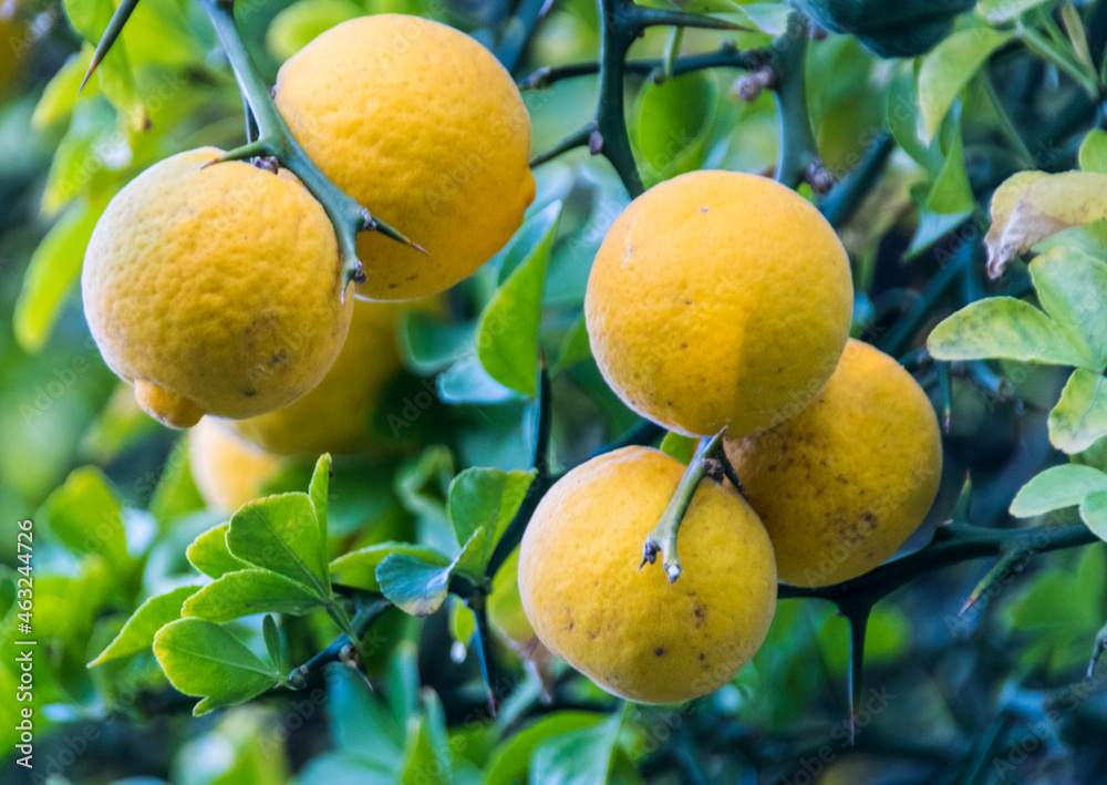 citronnier avec des citrons mûrs