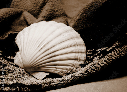 Nature morte coquillage sur serviette de bain, couleur sépia photo