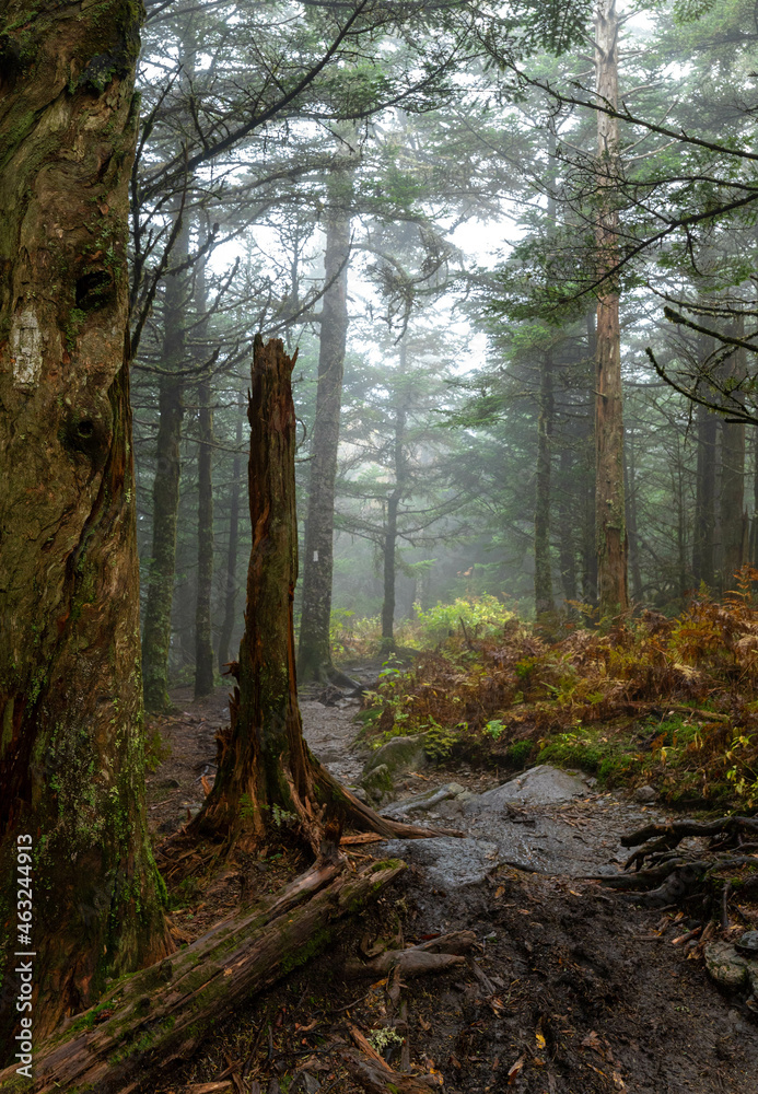 Obraz premium forest in the morning
