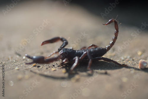 The scorpion's tail has a stinger if stung is dangerous.