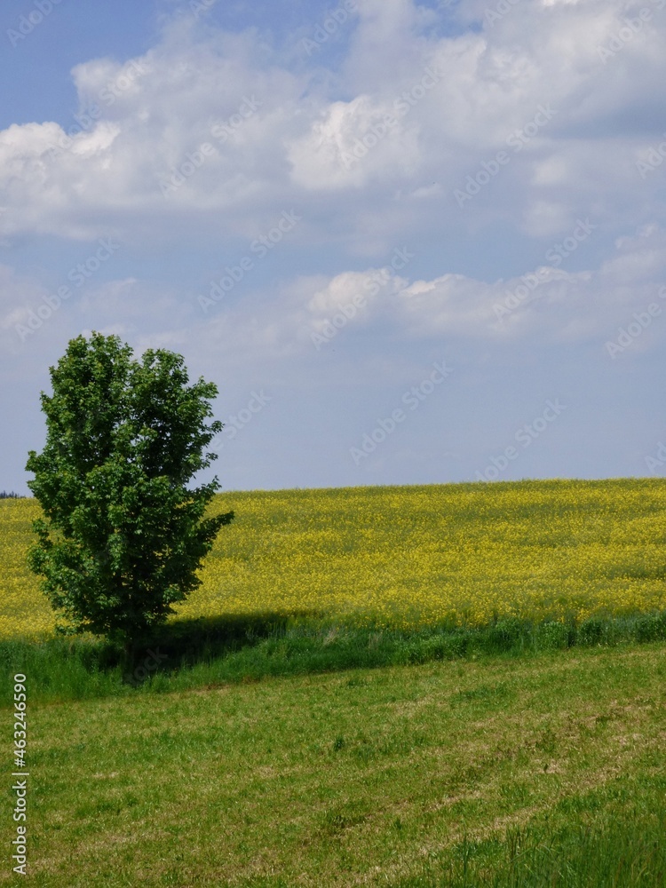 Green tree in a yellow rapeseed field Green tree in a yellow rapeseed field