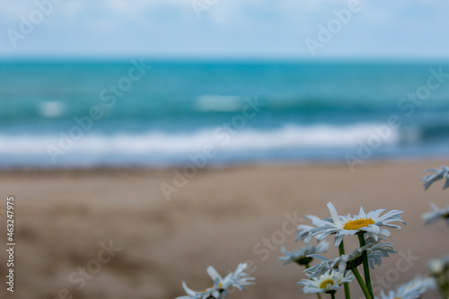 Flowers growing at the beach, Black Sea, Bulgaria, copy space for text, colorful image © lightcaptured