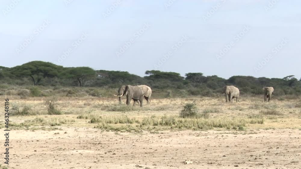 African elephant (Loxodonta africana) four bulls walking in line. African elephant (Loxodonta africana) four bulls walking in line.