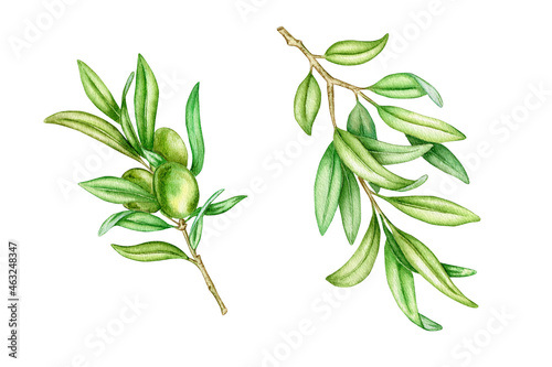 Set of watercolor olive branches isolated on white background 