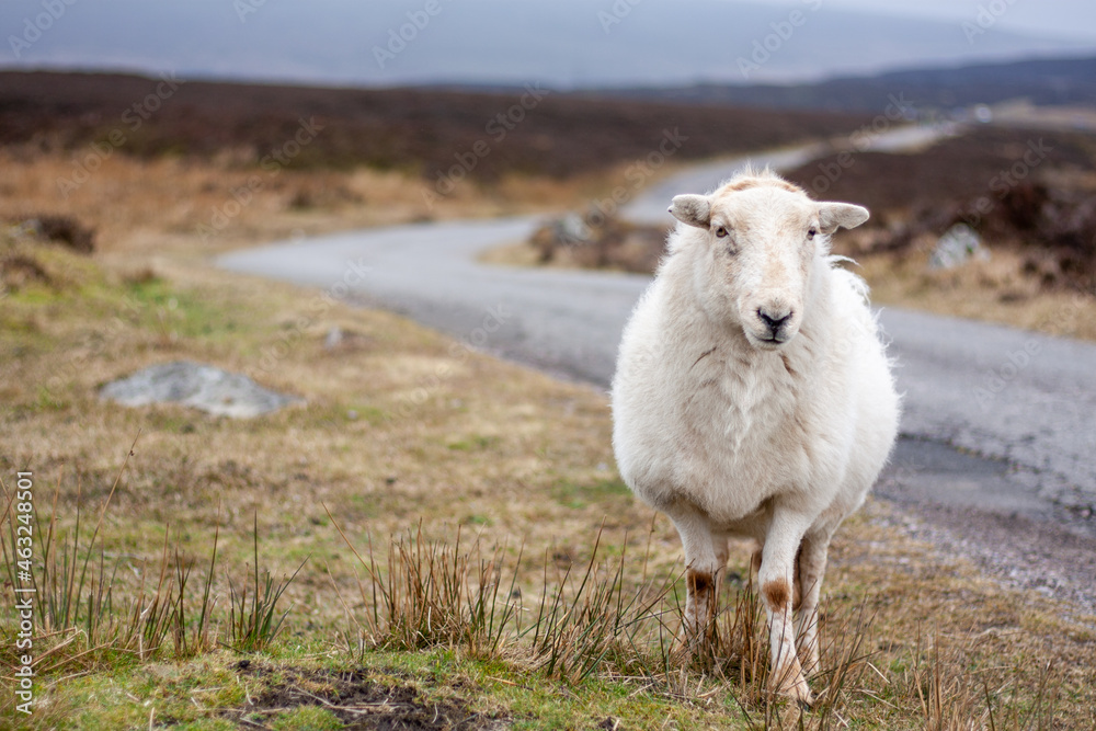 Owca na szlaku West Highland Way.Along the West Highland Way in Scotland. A thick woolen sheep watches hikers pass by Owca na szlaku West Highland Way.Along the West Highland Way in Scotland. A thick woolen sheep watches hikers pass by