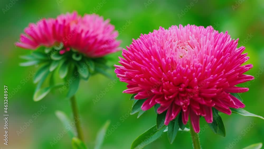 Pink asters in the garden Pink asters in the garden
