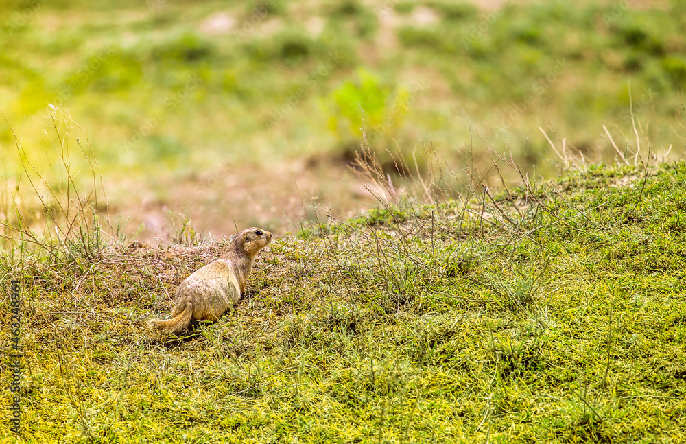 A gopher in the grass on the field looks to the side as if reading your text is studying is showing curiosity is interested, copy space A gopher in the grass on the field looks to the side as if reading your text is studying is showing curiosity is interested, copy space