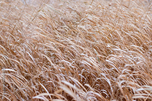 Abstract natural background from soft plants. The first snow falls on tall dry grass. Landscape.
