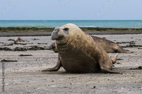 Male elephant seal, Peninsula Valdes, Patagonia, Argentina © foto4440