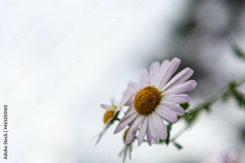 Obraz premium 구절초 Siberian chrysanthemum