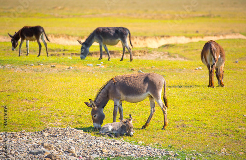 Donkey in a field in a pasture. A family of donkeys with a small foal. Animal husbandry in asia, farming.