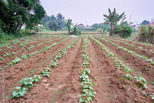 Fresh sweet potatoes are growing in the plantation