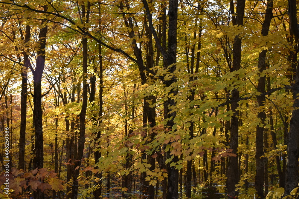 Fototapeta premium A sugar bush in autumn, Sainte-Apolline, Québec, Canada