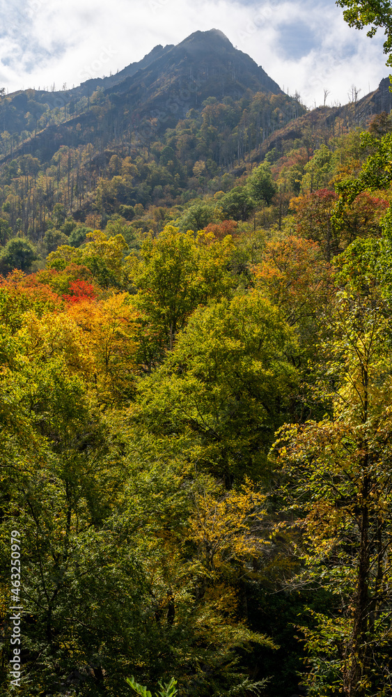 Smoky Mountains National Park, Tennessee, USA Smoky Mountains National Park, Tennessee, USA