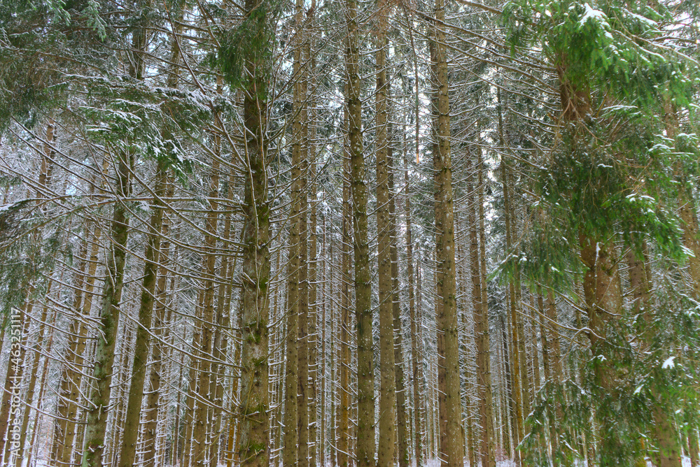 fir forest under the snow, in Auvergne, Puy-de-Dome fir forest under the snow, in Auvergne, Puy-de-Dome