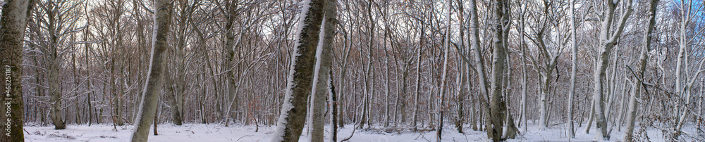 Panoramic view of the snowy forest, Auvergne, Puy-de-Dome Panoramic view of the snowy forest, Auvergne, Puy-de-Dome