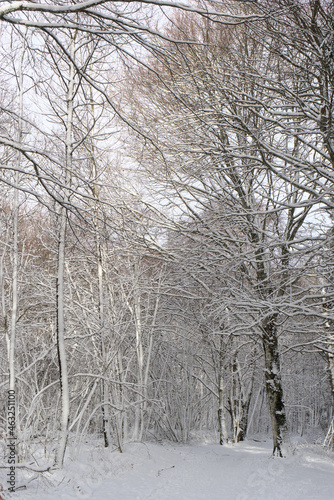 forest, snowy winter landscape in Auvergne, Puy-de-Dome © Frederic Hodiesne