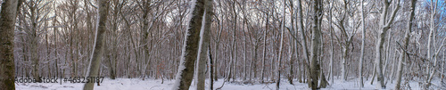 Panoramic view of the snowy forest, Auvergne, Puy-de-Dome