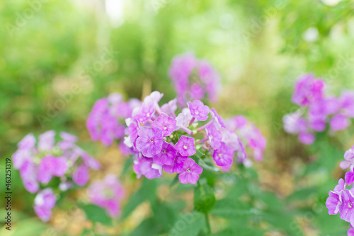Garden phlox (Phlox paniculata), vivid summer flowers. Blooming branches of phlox in the garden on a sunny day. Soft blurred selective focus. 
