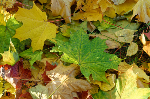 fallen yellow orange and red autumn leaves