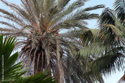 Palmen  Bl  tter  Urlaub  Spanien  Park  Natur