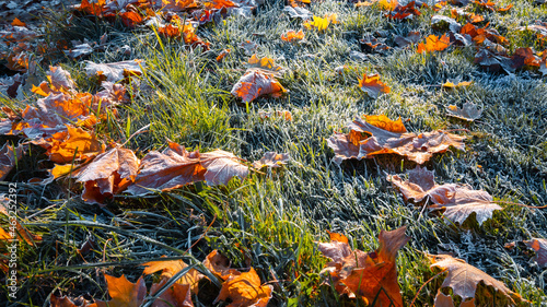 First morning frost on green grass and dry fallen maple leaves. The lawn is prepared to winter. Copy space. Late autumn. Weather forecast background. Nature detail. Winter. Top view. Garden cleaning