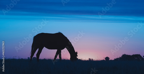 Horse silhouette at sunset  in the coutryside  La Pampa  Argentina.