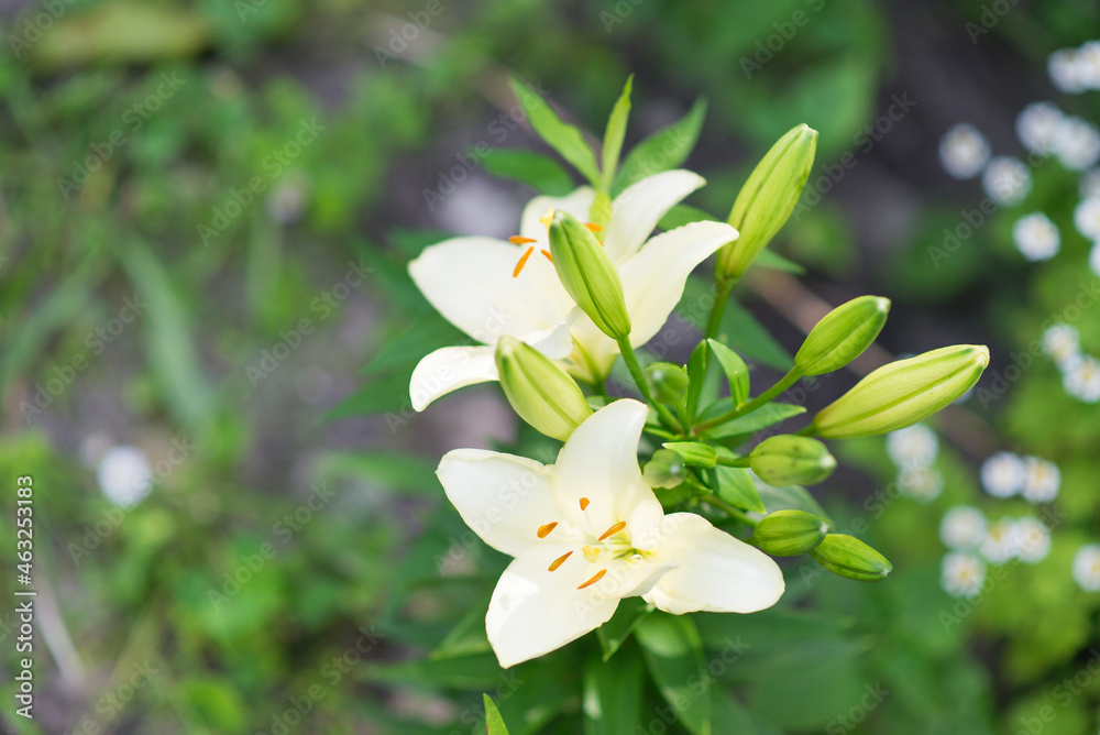 Beautiful lily flower on a background of green leaves. Lily flowers in the garden. Background texture with burgundy buds. Image of a flowering plant with crimson flowers of a varietal lily. Beautiful lily flower on a background of green leaves. Lily flowers in the garden. Background texture with burgundy buds. Image of a flowering plant with crimson flowers of a varietal lily.