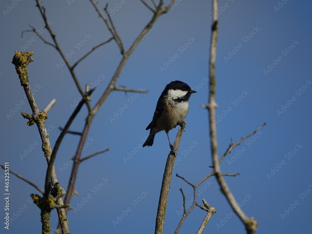 Obraz premium coal tit (Periparus ater) perched on tree branch, set against clear blue autumn sky