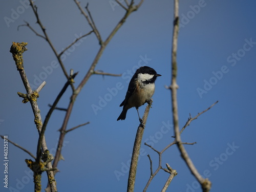 coal tit (Periparus ater) perched on tree branch, set against clear blue autumn sky