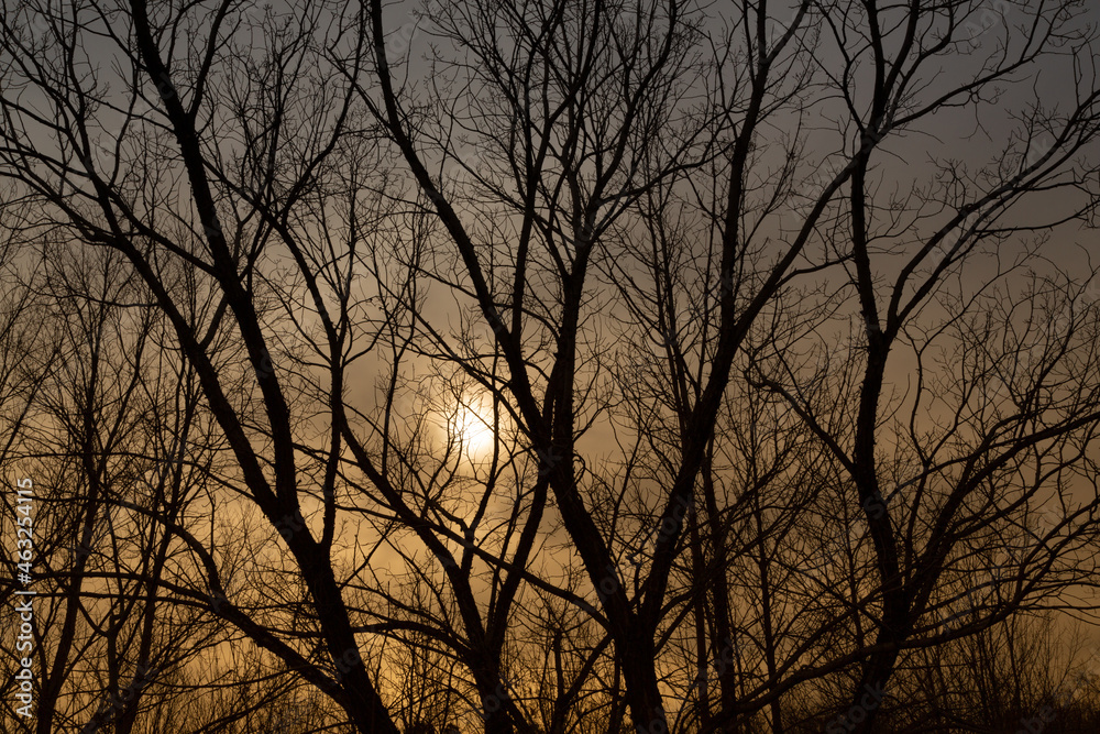 Silhouette view of tree branches at sunset. Silhouette view of tree branches at sunset.