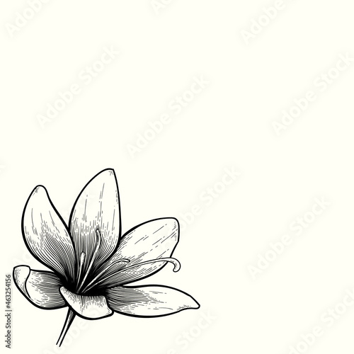 vintage flower hand drawn drawing. monochrome flower vector design. black and white drawing