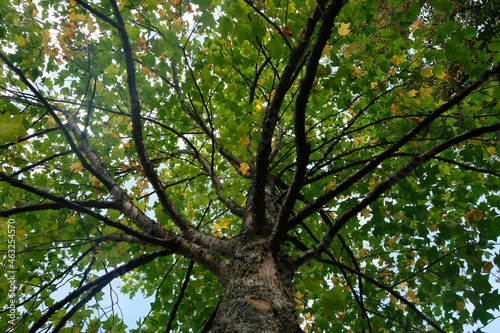 Vue en contre-plong  e sous un arbre en automne en gros plan