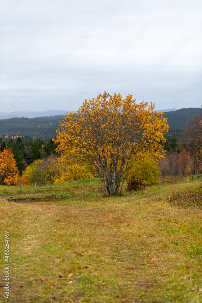 Scenic autumn view with colorful trees