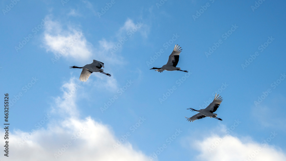 Red-crowned crane, Grus japonensis, in Hokkaido, Japan. Also called Manchurian crane and Japanese crane Red-crowned crane, Grus japonensis, in Hokkaido, Japan. Also called Manchurian crane and Japanese crane