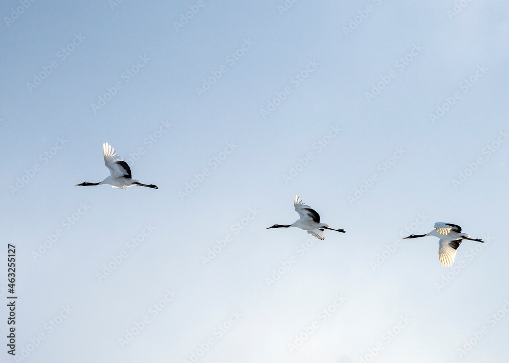 Red-crowned crane, Grus japonensis, in Hokkaido, Japan. Also called Manchurian crane and Japanese crane