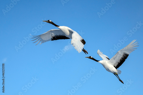 Red-crowned crane, Grus japonensis, in Hokkaido, Japan. Also called Manchurian crane and Japanese crane