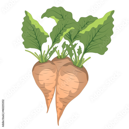 Sugar beets with leafs with on white background . Cartoon vector illustration. White beets.