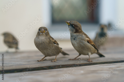 Photography of two urban sparrows. They are funny. One of them eating grass. Moscow city street as defocused background. Close up image © Yury and Tanya