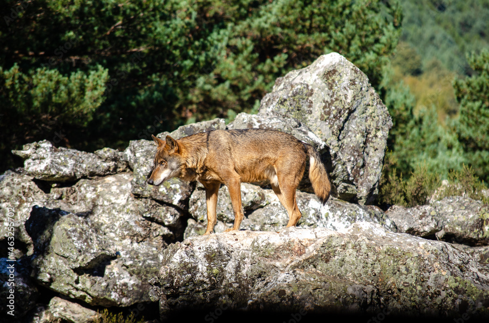 Iberian wolf, standing guard on a rock. Canis lupus signatus. Ecology concept. Iberian wolf, standing guard on a rock. Canis lupus signatus. Ecology concept.