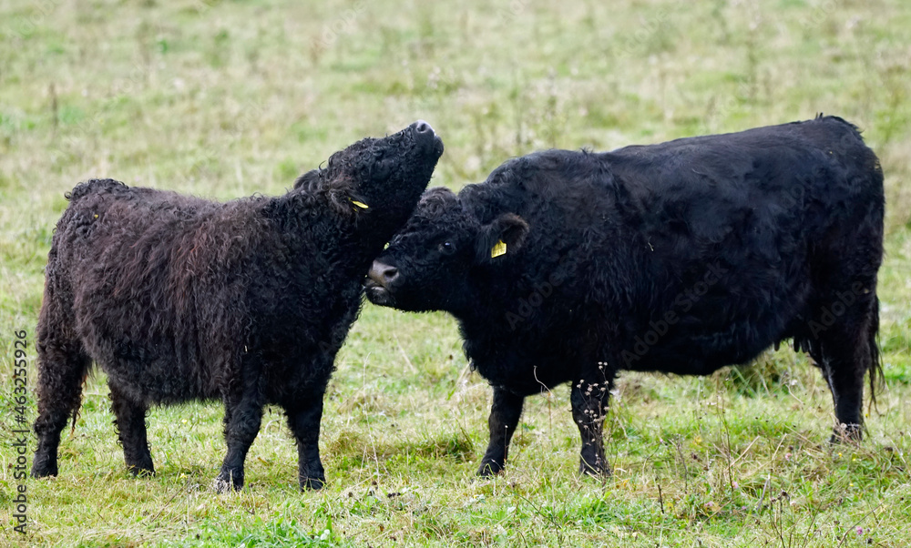 Fototapeta premium genüssliche Fellpflege