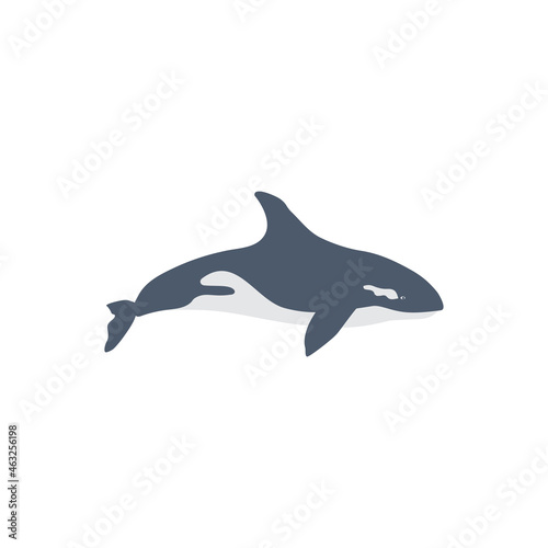 killer Whale isolated on white wbackground  Marine vector illustration  colorful wild animal  cartoon mammal  decorative flat sign orca  cartoon sea symbol for travel design  greeting card  invite