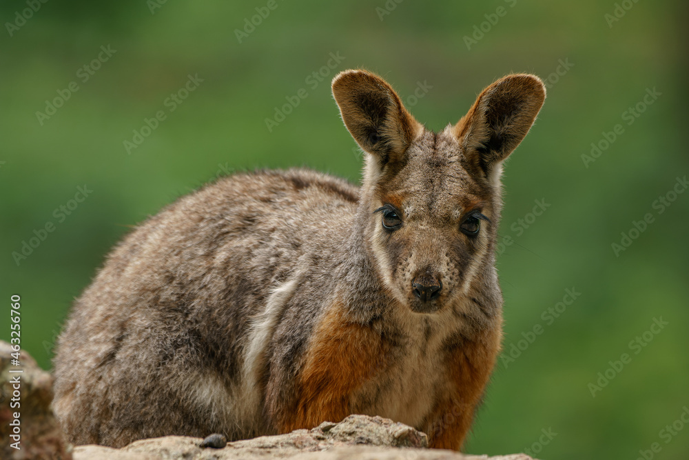 Yellow-footed rock-wallaby sitting on a rock. Closeup portrait. Yellow-footed rock-wallaby sitting on a rock. Closeup portrait.