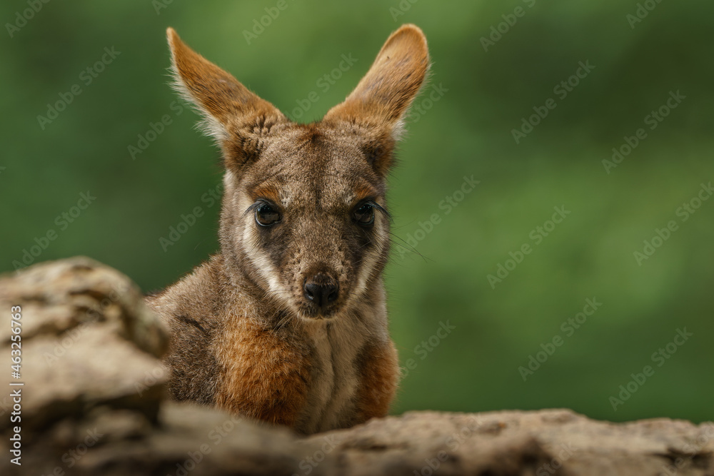 Yellow-footed rock-wallaby behind a rock. Closeup portrait.