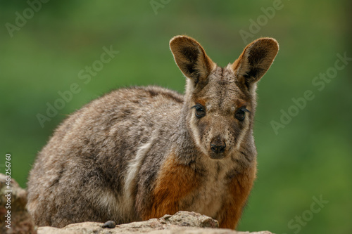 Yellow-footed rock-wallaby sitting on  a rock. Closeup portrait.