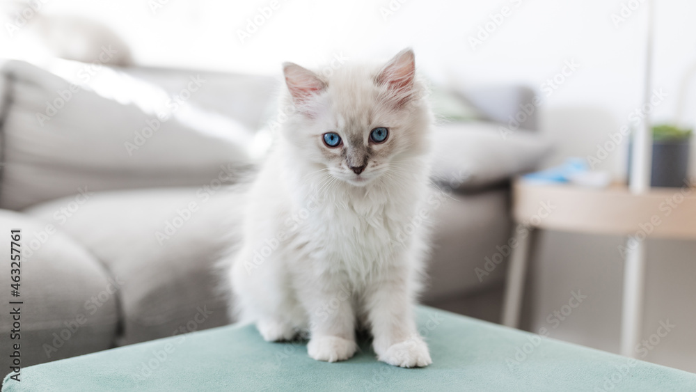 White ragdoll puppy on the sofa