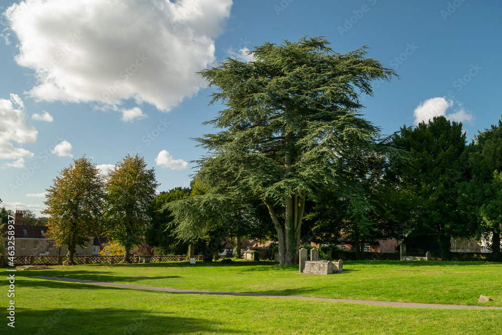 Tall trees next to stone graves on grass at Saffron Walden, England