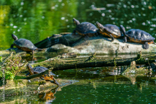 turtles in the water at the zoo